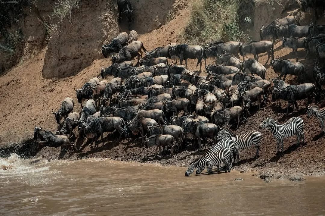 5-Day Great Migration Safari Northern Serengeti Mara River Crossing