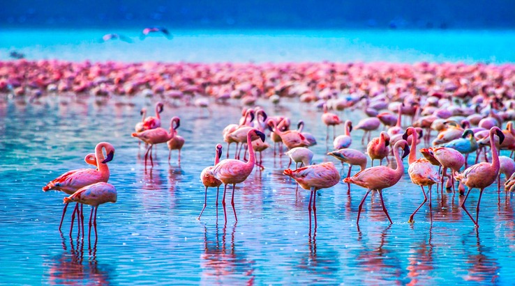 7-Day Tanzania Safari