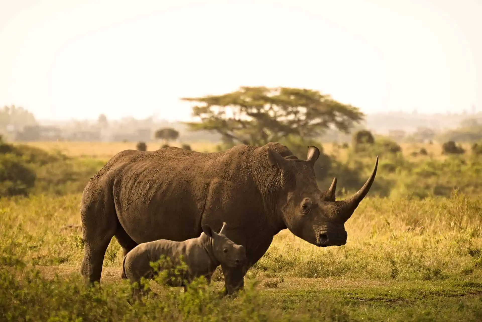 10-Day Tanzania Safari Adventure