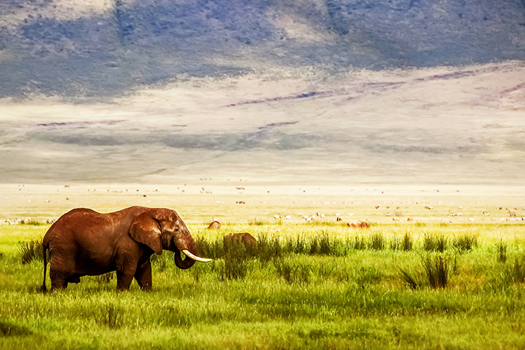An elephant moves across open country in the Ngorongoro area