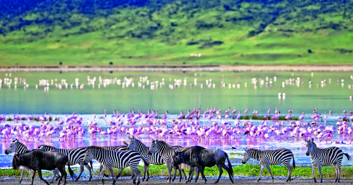 Wildlife in the Ngorongoro Crater