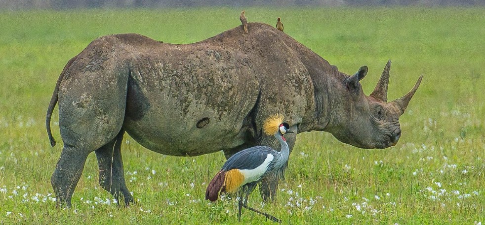 A rhinoceros walks through Ngorongoro grassland beside a crowned crane
