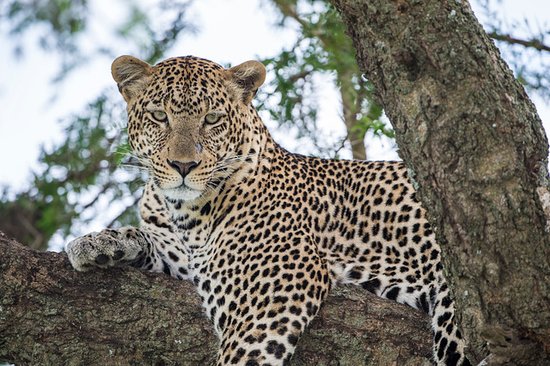 A leopard resting in a tree in the Serengeti
