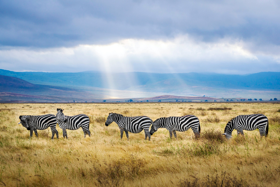 Zebras graze in the Ngorongoro highlands