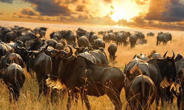 Wildebeest crossing the Serengeti plains