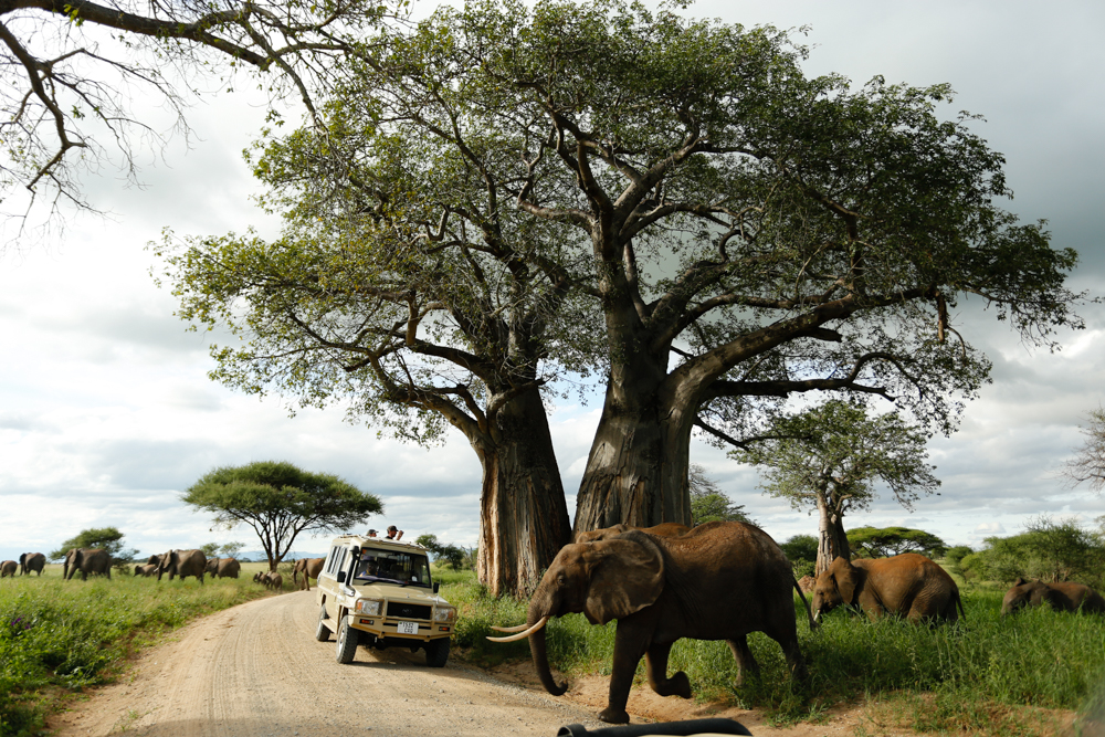 Elephants and a safari vehicle travel beneath baobab trees in Tarangire