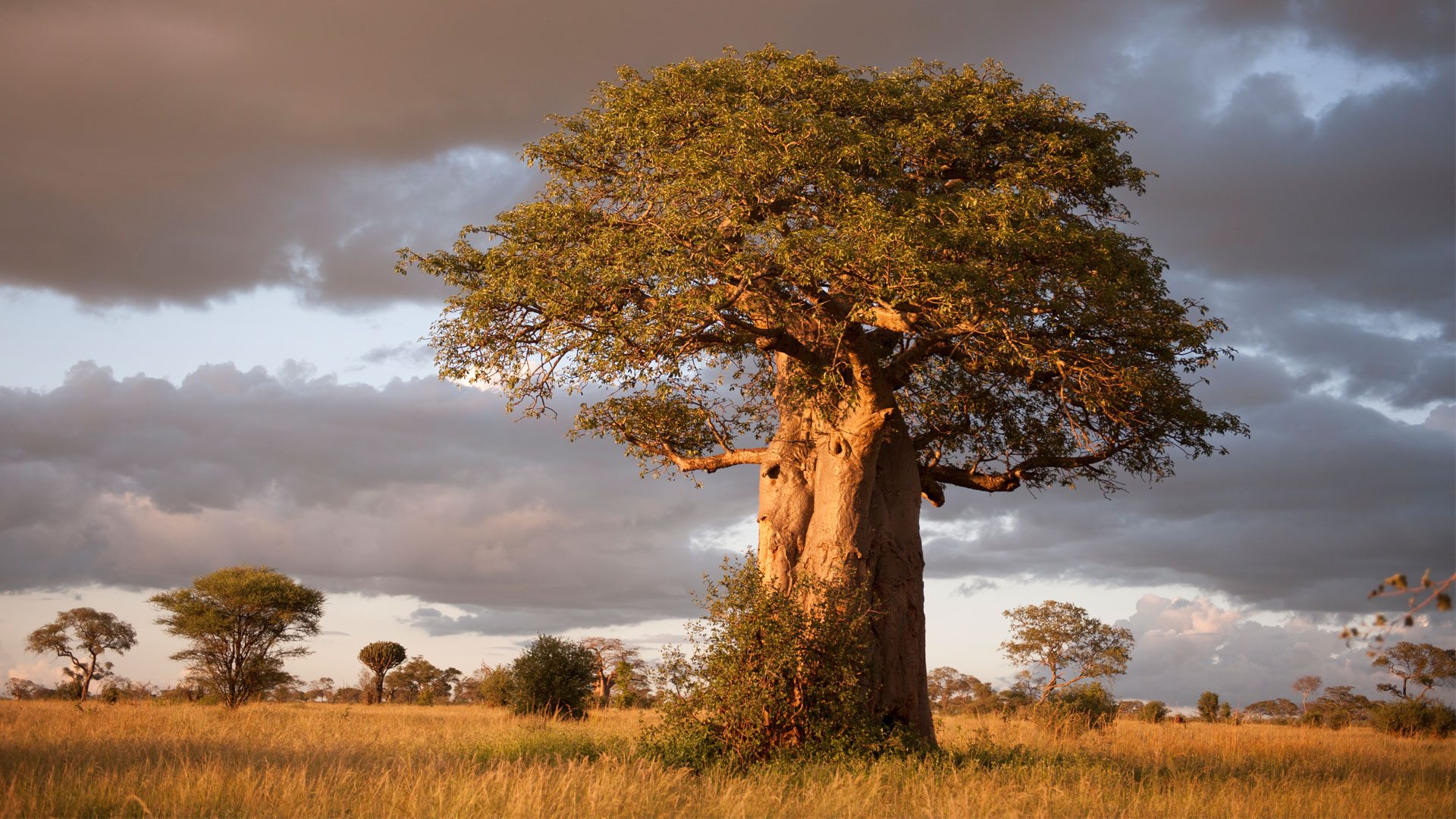 A mature baobab rises above the Tarangire savanna