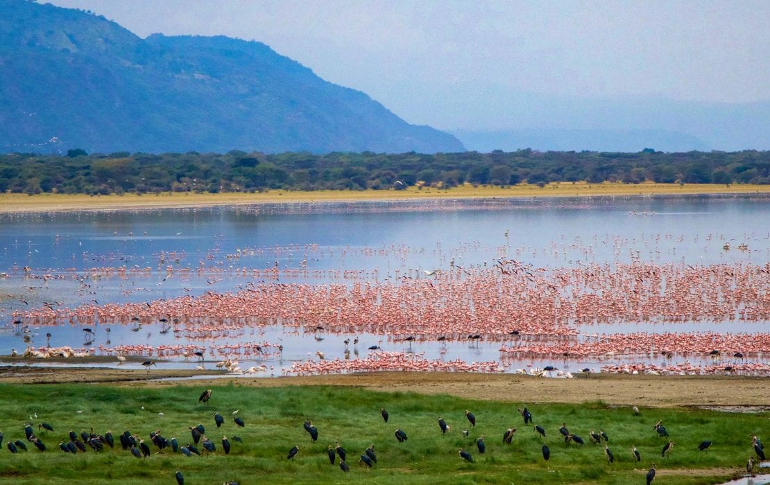 Flamingos gathered along the shore of Lake Manyara