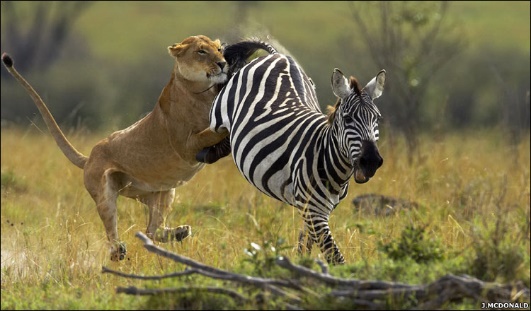 Continue the game drive across Mikumi.