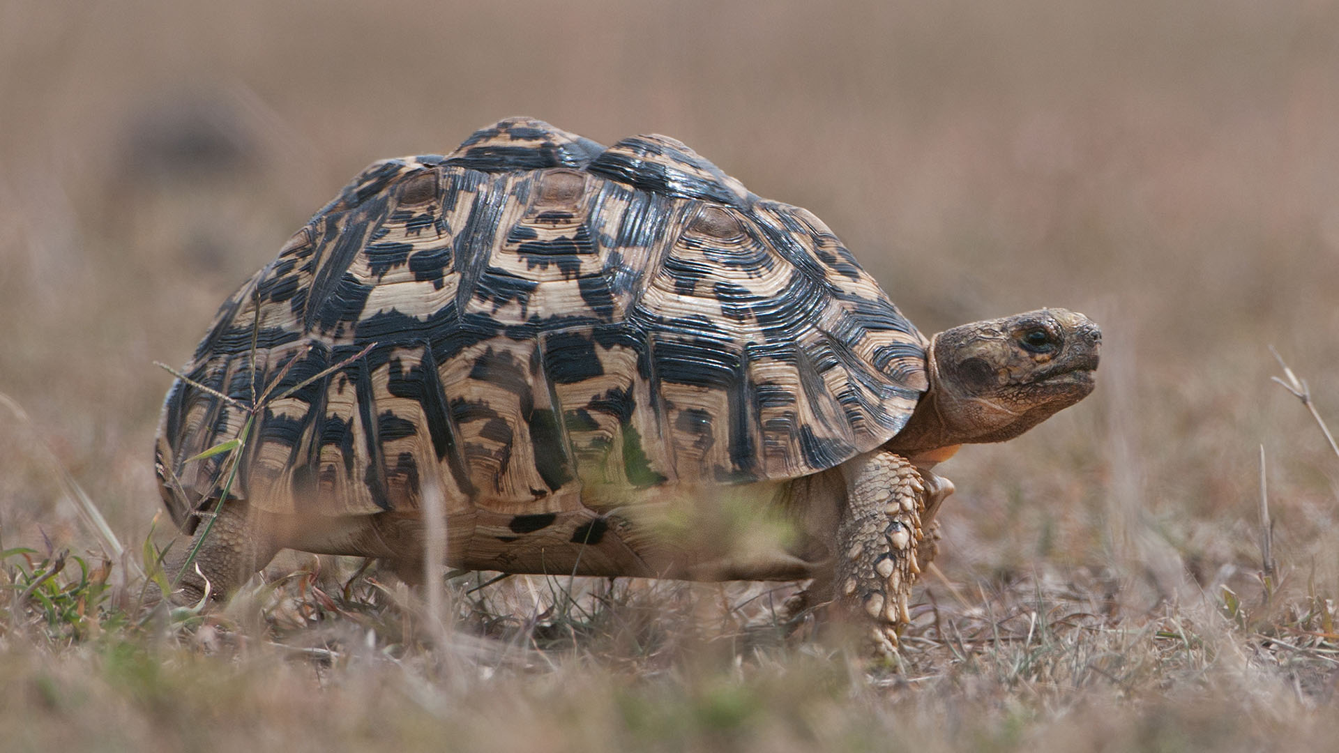 Wildlife viewing in Mikumi National Park.