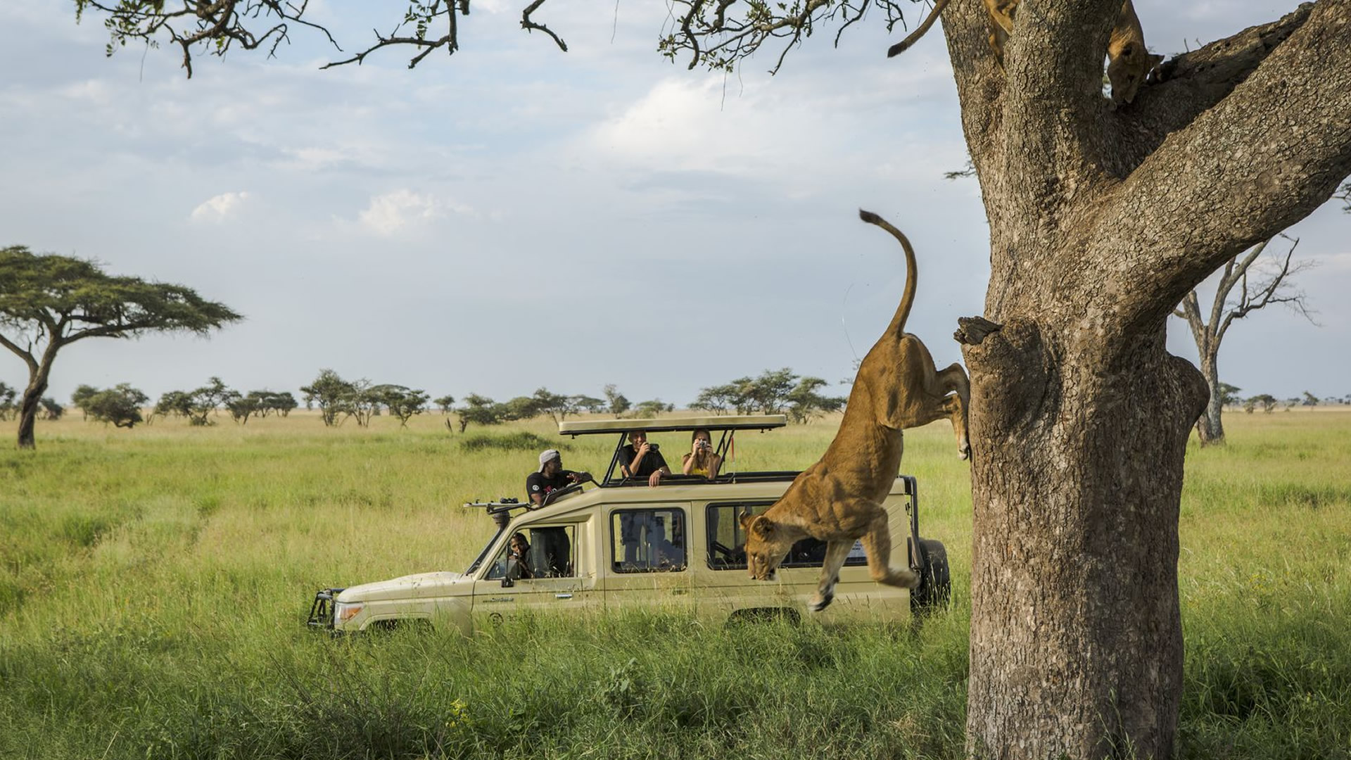 A lion descends from a tree beside a safari vehicle in the Serengeti