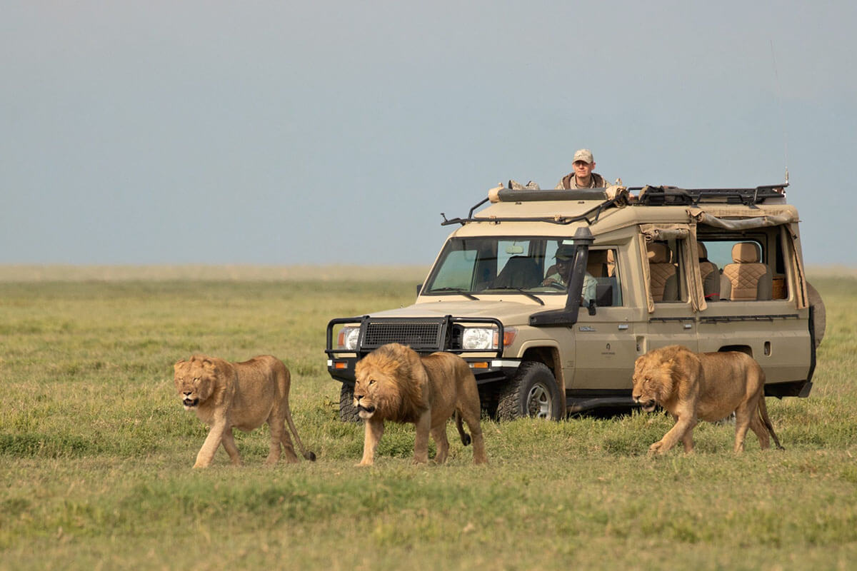 Serengeti & Ngorongoro Expedition