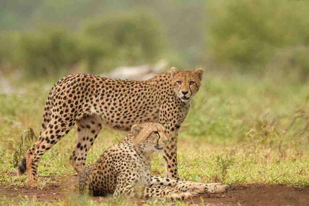 Cheetah on the Serengeti plains