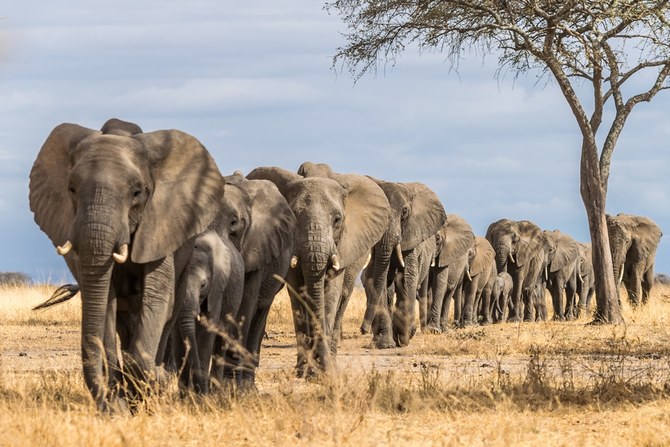 Family of elephants on Tarangire safari
