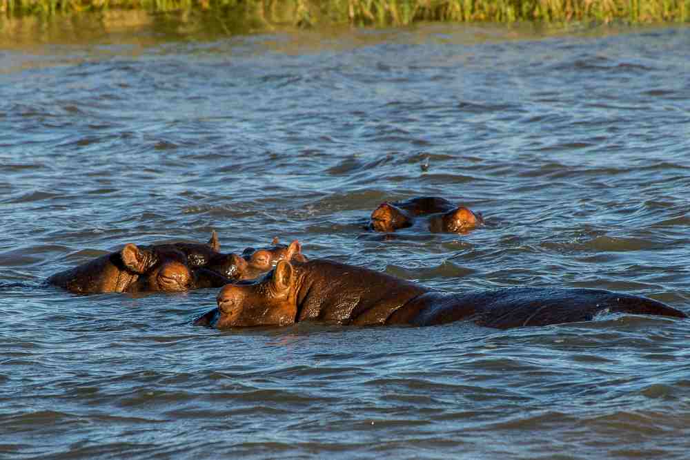 Lake Manyara flamingos and hippos Tanzania